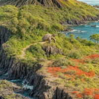 Close-up of bright red vegetation and coastal cliffs